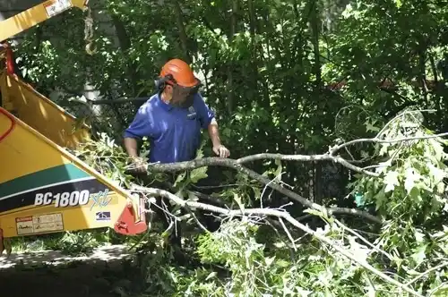 tree services Taylors Falls